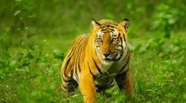 wildlife