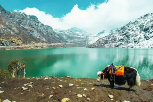 darjeeling sikkim honeymoon tour