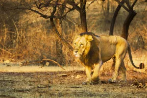 gujarat wildlife tour